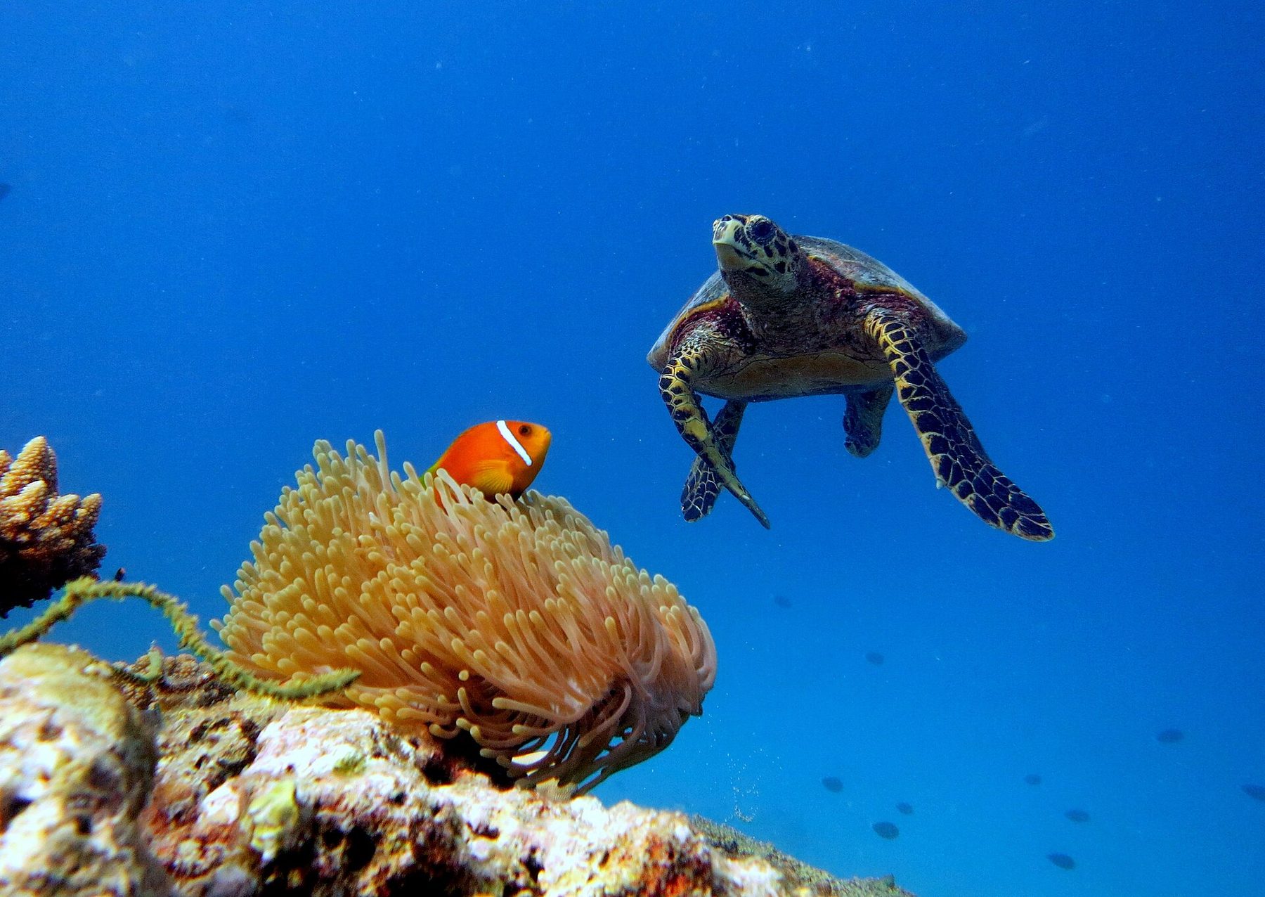 Four Seasons Resort Maldives at Landaa Giraavaru